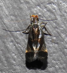 Dichomeris ochripalpella