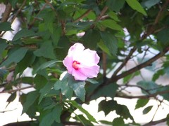 Hibiscus syriacus