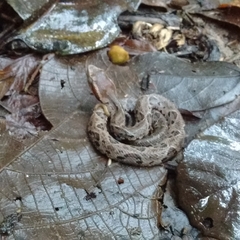 Bothrops jararacussu