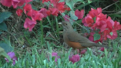 Turdus rufiventris