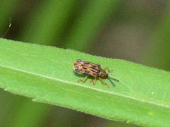 Sumitrosis inaequalis