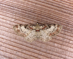 Eupithecia mutata