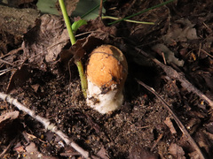 Leccinum albostipitatum