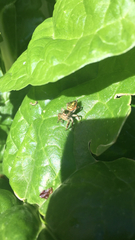 Paraphidippus aurantius