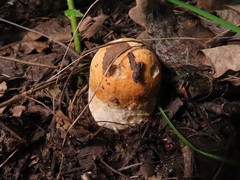 Leccinum albostipitatum