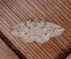 Sabulodes packardata