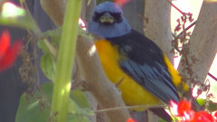 Rauenia bonariensis