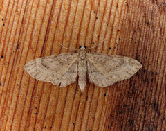 Eupithecia longipalpata