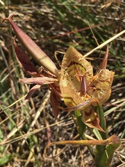Calochortus tiburonensis