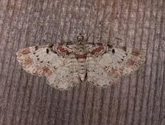 Eupithecia mutata