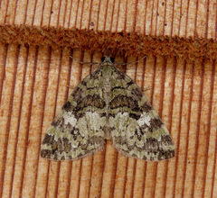 Hydriomena speciosata