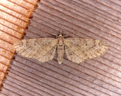 Eupithecia longipalpata