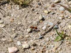 Dasymutilla nigripes