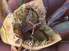 Calochortus tiburonensis