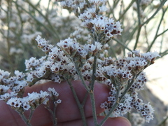 Limonium limbatum