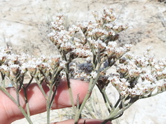 Limonium limbatum