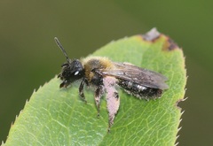 Euandrena