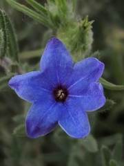 Lithodora fruticosa
