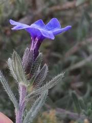 Lithodora fruticosa