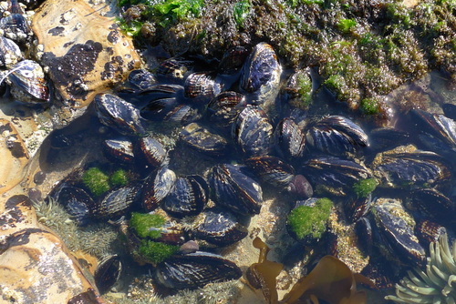California Mussel, photo 4 of 10