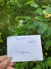 Leptura quadrifasciata