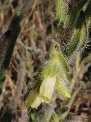 Onosma tricerosperma