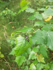 Leptura quadrifasciata