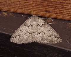 Sabulodes packardata