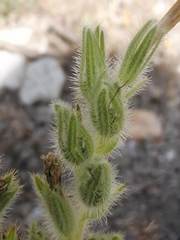 Onosma tricerosperma