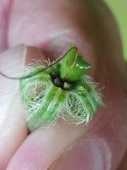 Onosma tricerosperma