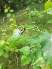 Leptura quadrifasciata