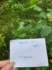 Leptura quadrifasciata