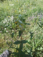 Rhinanthus alectorolophus