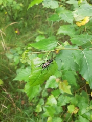 Leptura quadrifasciata