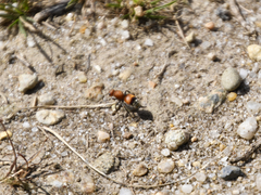 Dasymutilla nigripes