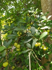 Byrsonima bucidaefolia