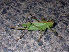 Tettigonia orientalis