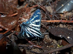 Jemadia fallax