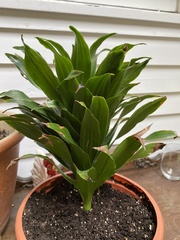 Dracaena fragrans compacta