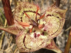 Calochortus tiburonensis