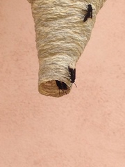 Parachartergus apicalis