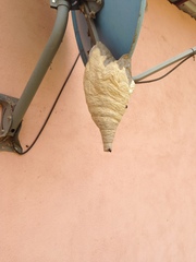 Parachartergus apicalis