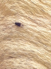 Parachartergus apicalis