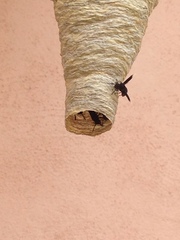 Parachartergus apicalis