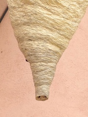 Parachartergus apicalis