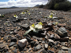 Colchicum coloratum burchellii