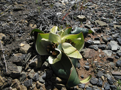 Colchicum coloratum burchellii
