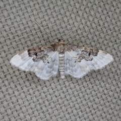 Idaea rusticata