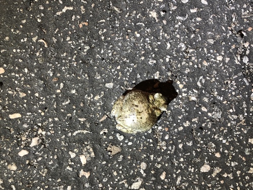 iNaturalist observation photo of Red-spotted Toad