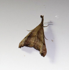 Palthis asopialis